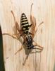 Polistes nimpha