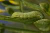 66455 – Photo : Pelouard – France (72)