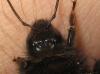 66633 – Photo : clovis – France (59)