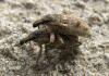 66461 – Photo : Sylvain Fadda – France (13)