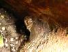 66446 – Photo : Pallas – France (95)