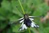 66044 – Photo : Bernard DELEFOSSE – France (84)