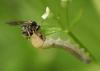 66414 – Photo : Arthropa - Benoit Martha – France (21)