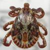 66589 – Photo : Arthropa - Benoit Martha – France (71)