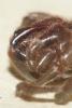 Atypus affinis