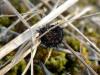 66879 – Photo : Stephane MORINIERE – France (26)