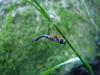 66188 – Photo : Anton – France (06)