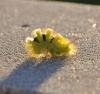 66815 – Photo : F. Pouilly – France (08)
