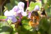 66839 – Photo : Nicolas Alric – France (12)