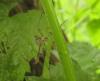 66364 – Photo : clovis – France (62)