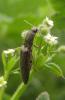 66249 – Photo : clovis – France (62)