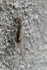 66554 – Photo : Nicolas Alric – France (12)