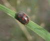 66227 – Photo : clovis – France (40)