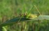 66155 – Photo : clovis – Serbie