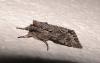 66302 – Photo : Arnaud Jean-Pierre – France (09)