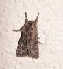 66311 – Photo : Arnaud Jean-Pierre – France (09)