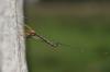 66383 – Photo : congo – Belgique