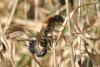 66925 – Photo : congo – Belgique