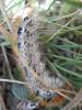 66484 – Photo : fanny – France (05)