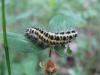 66487 – Photo : fanny – France (05)