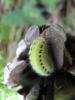 66489 – Photo : fanny – France (05)