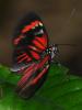 66859 – Photo : Alexandre Vinot – Guyane française