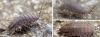 66387 – Photo : P. Baud – France (66)