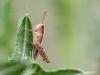 66579 – Photo : patrick derennes – France (77)