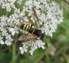 66290 – Photo : C. Herr – Belgique