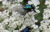 66427 – Photo : Elisabeth A. Harris – Royaume-Uni