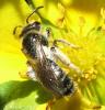 Andrena sp.