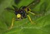 66945 – Photo : Fabian Vol – France (78)