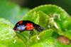 66422 – Photo : Bernard DELEFOSSE – France (84)