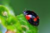 66400 – Photo : Bernard DELEFOSSE – France (84)