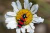 66381 – Photo : Bernard DELEFOSSE – France (84)