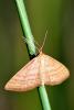 66344 – Photo : Bernard DELEFOSSE – France (84)