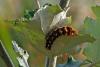 66827 – Photo : Bernard DELEFOSSE – France (26)