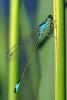 Ischnura elegans