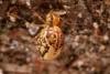 66670 – Photo : Jorge Mota Almeida – Portugal