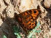 66451 – Photo : Canigou – France (66)