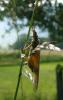 66781 – Photo : Guillaume Chorgnon – France (15)