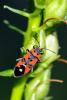66479 – Photo : Bernard DELEFOSSE – France (26)