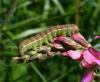66532 – Photo : Pelouard – France (38)