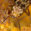 66439 – Photo : Pascal Vigneron – France (52)