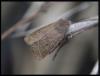 66829 – Photo : Olivier Bouteleux – France (80)