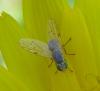 66919 – Photo : H. Dumas – France (13)