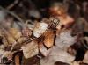 66350 – Photo : Noushka – France (31)