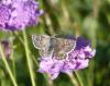66066 – Photo : Anton – France (06)