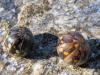 66891 – Photo : P. Baud – France (26)