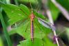 66568 – Photo : Bernard DELEFOSSE – France (84)